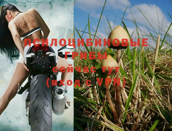 эйфоретик Аркадак